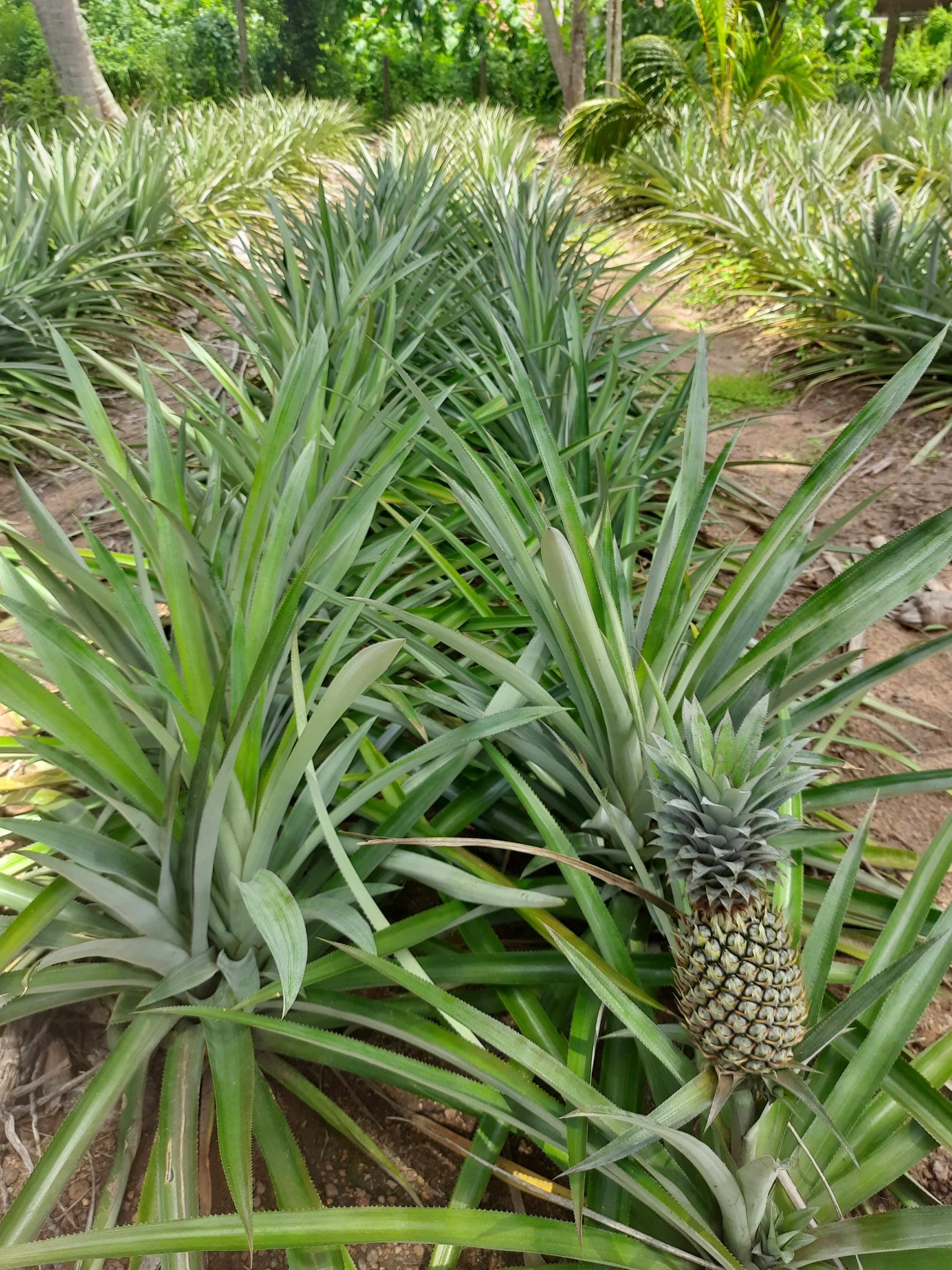 Planting organic pineapple shoots at Solax Pineapple Growers Sri Lanka farm